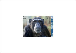 MALI 2024 DELUXE PROOF - CHIMPANZEE CHIMPANZEES CHIMPANZE CHIMPANZES MONKEY MONKEYS APES- INTERNATIONAL DAY BIODIVERSITY - Schimpansen
