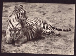 AK 212072 TIGER - Sibirischer Tiger Mit Jungen - Tigers