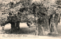 Soucieu-en-Jarrest Canton Mornant Arbre Tree Châtaignier Géant Au Hameau De Marjon Rhône 69510 N°1885 Cpa Voyagée B.E - Autres & Non Classés