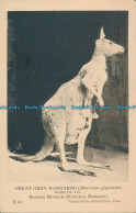 R002787 Great Grey Kangaroo. Macropus Giganteus. Oxford University Press - Monde