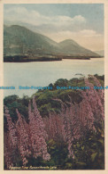 R002386 Foxglove Time. Bassenthwaite Lake. 1931 - Monde