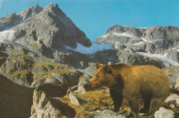 L'OURS BRUN DES PYRENEES - Ours