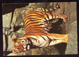 AK 212147 TIGER - Sibirischer Tiger - Tigers