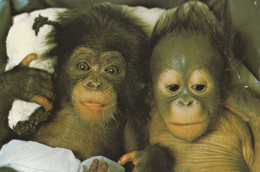 TIBA, Bébé Orang-outang Et CHARLOTTE , Femelle Chimpanzé (née Au Zoo De La PALMYRE) - Monkeys
