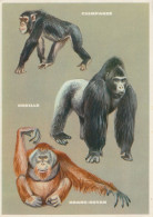 MUSEUM NATIONAL D HISTOIRE NATURELLE - GORILLE, CHIMPANZE, ORANG-OUTAN - Monkeys