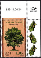 ESTONIA 2024-06 FLORA Plants: Tree English Oak. CORNER, MNH - Arbres