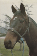 "LINDSEY" Champion Trotteur Français. - (PHOTO J-J DUBRAY). RARE - Horses