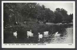 The Royal Swans, Bowring Park, St. John's, Newfoundland, Canada, 1957. - Vögel