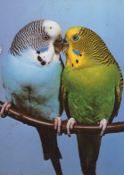 BIRD Animals Vintage Postcard CPSM #PAN342.A - Vögel