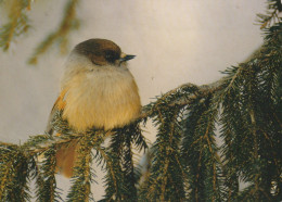UCCELLO Animale Vintage Cartolina CPSM #PAN159.A - Vögel