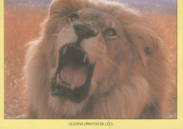 LION GROS CHAT Animaux Vintage Carte Postale CPSM #PAM014.A - Lions