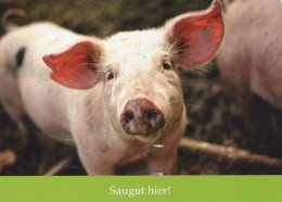 CERDOS Animales Vintage Tarjeta Postal CPSM #PBR780.A - Schweine
