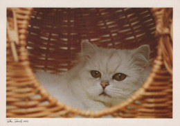 CHAT CHAT Animaux Vintage Carte Postale CPSM #PBQ831.A - Chats