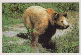 BEAR Animals Vintage Postcard CPSM #PBS245.A - Ours