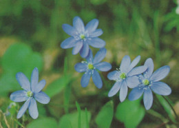 FLOWERS Vintage Postcard CPSM #PAR393.GB - Blumen