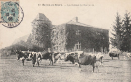 SALIES DE BEARN- Ferme De BAILLEUX - Paturage De Vaches-voyagée En 1906 - Andere & Zonder Classificatie
