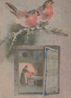 OISEAU Animaux Vintage Carte Postale CPSM #PAN014.FR - Vögel