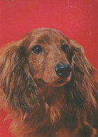 DOG Animals Vintage Postcard CPSM #PBQ602.GB - Chiens