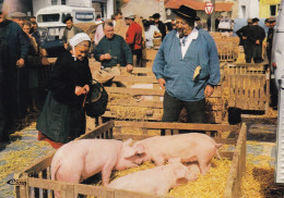 La Vendée Maraîchine Marché Au Cochon - Viehzucht