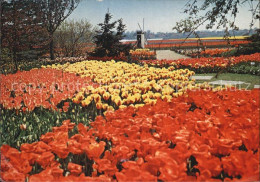 72580996 Vogelenzang Tulipshow Frans Roozen Vogelenzang - Altri & Non Classificati