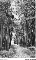 AFDP1-30-0026 - DOMAINE DE PRAFRANCE PAR GENERARGUES - Palmiers Et Bambous - Autres & Non Classés