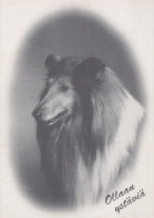 PERRO Animales Vintage Tarjeta Postal CPSM #PAN970.ES - Chiens