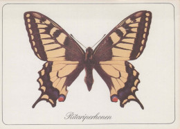 PAPILLONS Animaux Vintage Carte Postale CPSM #PBS431.FR - Butterflies