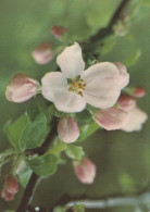 FLOWERS Vintage Ansichtskarte Postkarte CPSM #PAS477.DE - Bloemen