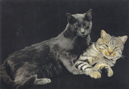 Deux Chats - Cats