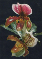 FLOWERS Vintage Ansichtskarte Postkarte CPSM #PAR155.DE - Fiori