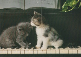 KATZE MIEZEKATZE Tier Vintage Ansichtskarte Postkarte CPSM #PAM449.DE - Cats