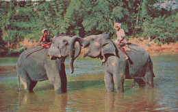 ELEFANTE Animales Vintage Tarjeta Postal CPA #PKE763.ES - Elefantes