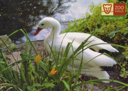 PÁJARO Animales Vintage Tarjeta Postal CPSM #PBR641.ES - Oiseaux