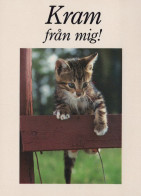 GATTO KITTY Animale Vintage Cartolina CPSM #PAM511.IT - Chats