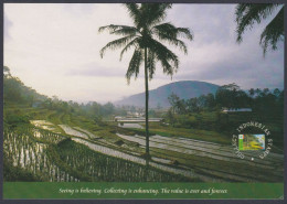 Indonesia 2000 Mint Postcard Paddy Field Sumedang, West Java, Step Farming, Agriculture, Rice, Farm, Hill, Mountain - Indonesien