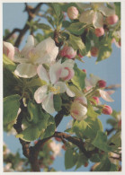 FLOWERS Vintage Ansichtskarte Postkarte CPSM #PBZ524.DE - Fleurs