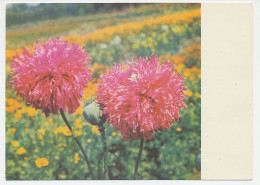 Postal Stationery Soviet Union 1970 Flower - Andere & Zonder Classificatie