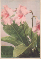 FIORI Vintage Cartolina CPSM #PBZ525.IT - Fleurs
