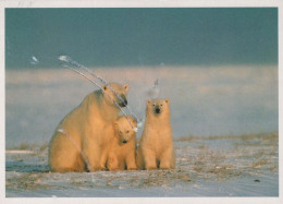 NASCERE Animale Vintage Cartolina CPSM #PBS246.IT - Bären