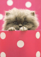 GATTO KITTY Animale Vintage Cartolina CPSM #PBQ923.IT - Cats