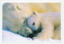 Postal Stationery China 2006 Polar Bear - Arctische Expedities