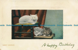 R003053 Sweet Content. Cats. W. And K. London. 1909 - Autres & Non Classés
