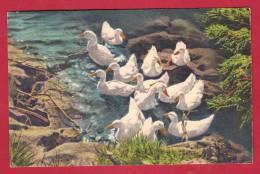 AA760 FANTAISIES ANIMAUX CANARDS OISEAUX CANARDS BLANCS STZF N°53 - Vogels