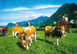 Österreich - Almabtrieb In Tirol (vaches) - Autres & Non Classés