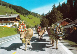 Österreich - Almabtrieb Bei Gerlos / Zillertal (vaches) -  - Autres & Non Classés