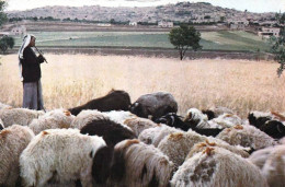 Israel -  BETHLEHEM..בטלהם  - The Shepherds Field WithBethlehem In The Background    - Israel