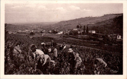 Le Perréon Canton Villefranche-sur-Saône Les Vendanges Grape Harvest Rhône Cpa Tardive Non Ecrite Au Dos TB.Etat - Other & Unclassified