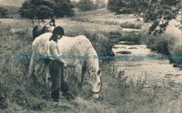 R003125 Old Postcard. Horse. Masons Alpha. RP. 1957 - Welt