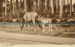 R004239 New Forest Ponies. Photochrom. No V3253 - Monde