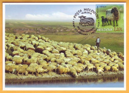 2014 Moldova Moldavie Moldau Maxicard Breeds Of Sheep.1,20 - Moldavië